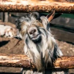 Goat Puns: Meaning, Style, History, and Visual Guide