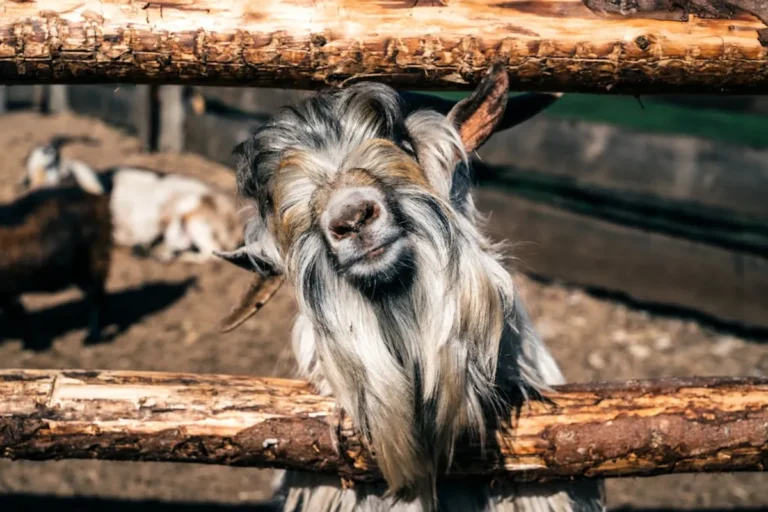 Goat Puns: Meaning, Style, History, and Visual Guide